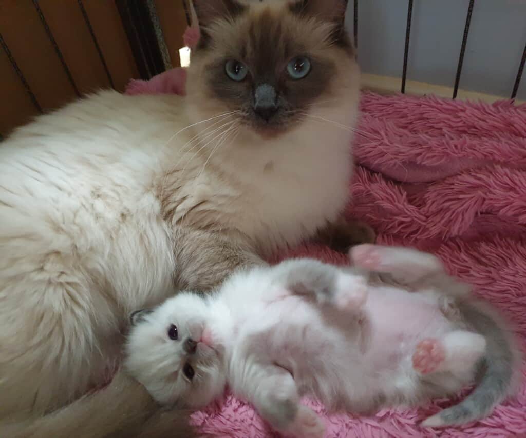 This is Milo & her Son