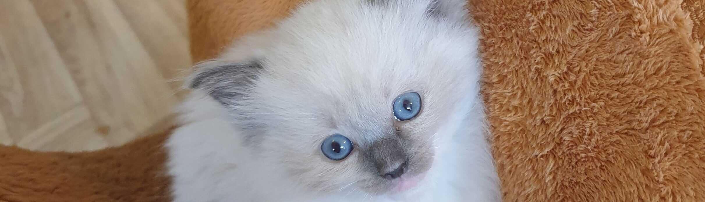 Ragdoll Kittens  For Sale UK