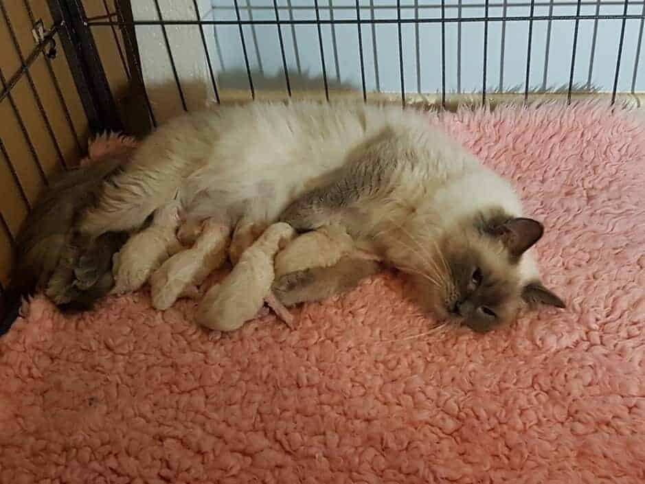 Kittens Available - Ragdoll Kittens For Sale UK