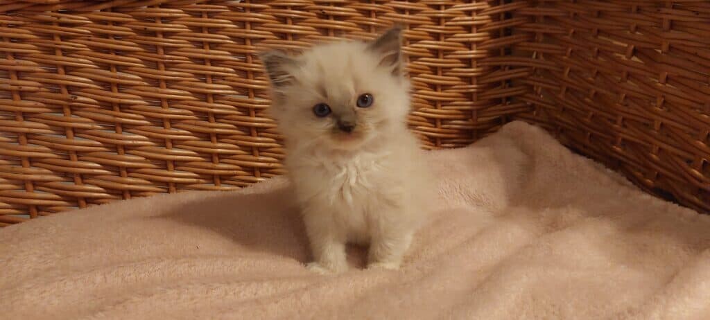 https://ragdollkittens.co.uk