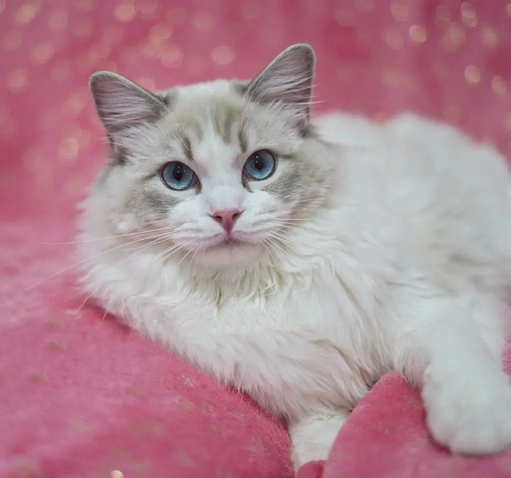 Caring for your Ragdoll before after surgery