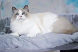 caring for your ragdoll before after surgery