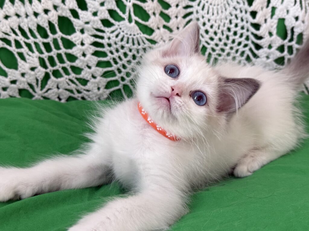 https://ragdollkittens.co.uk