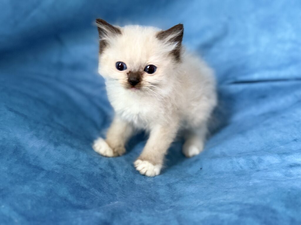 https://ragdollkittens.co.uk