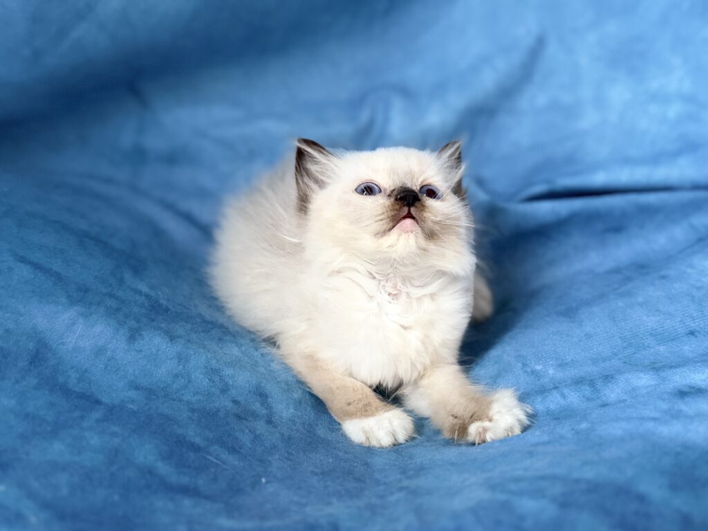 https://ragdollkittens.co.uk