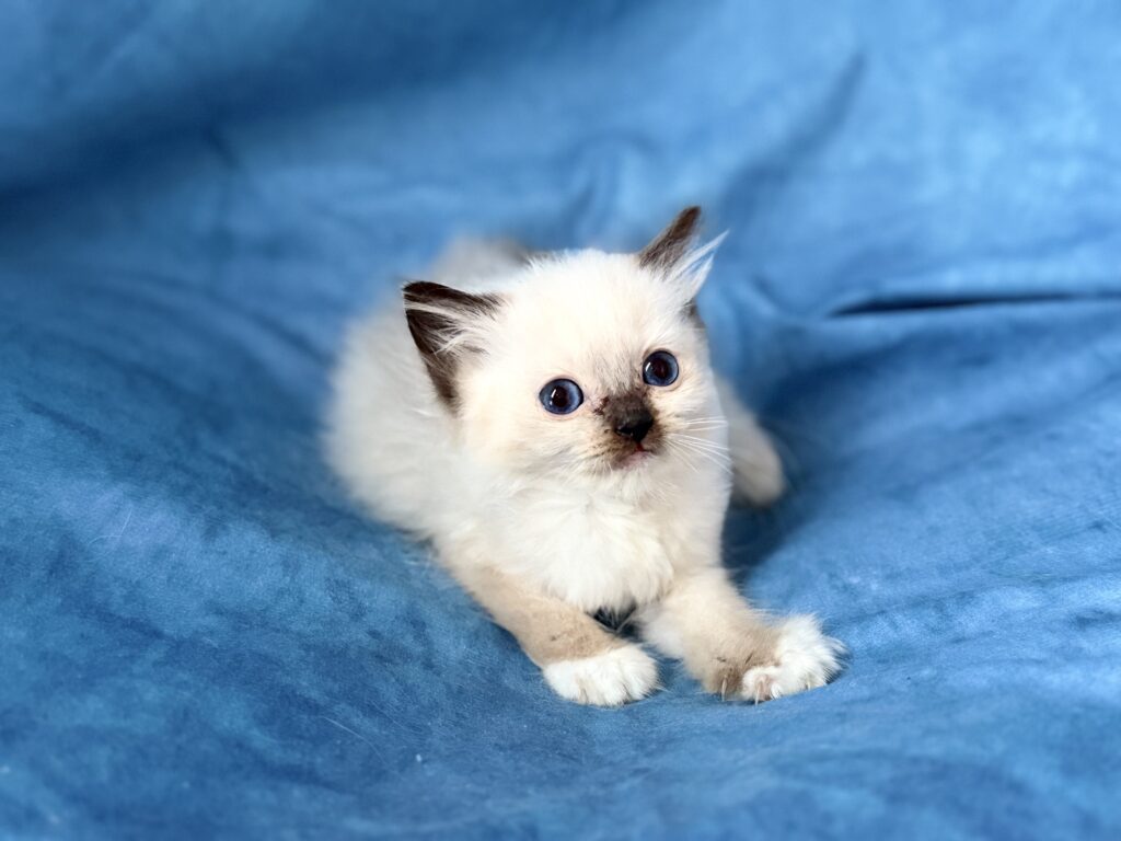 https://ragdollkittens.co.uk